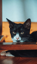 Close-up portrait of a cat