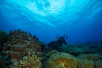 Scuba diving in sea