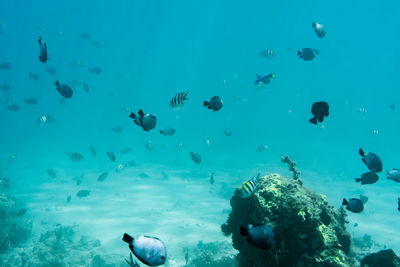 View of fishes swimming in sea