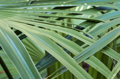 Subtropical palm leaves interlace to form an attractive patterned flora background image.