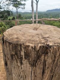 Close-up of tree stump on field