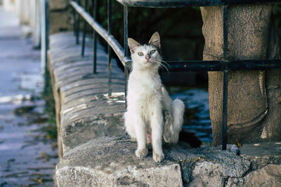 Portrait of cat looking outdoors