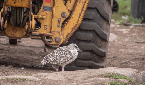 Close-up of a bird