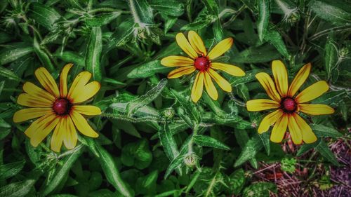 Close-up of yellow flower