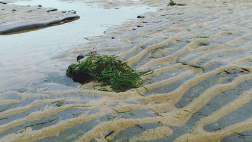 High angle view of plants on beach