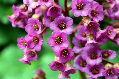 Close-up of purple flowers blooming outdoors