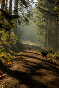 Cows standing on field against trees