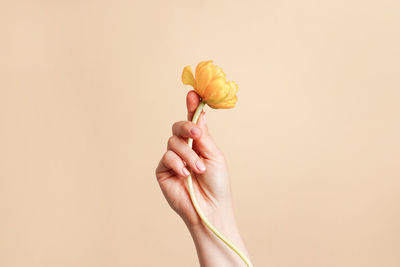 Hand holding yellow flower on beige background. the plant in the arm, 