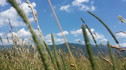 Grass growing in field