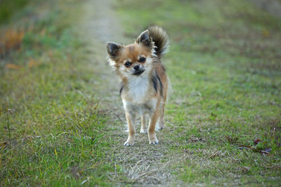 Portrait of puppy standing on grassy field