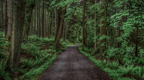 Dirt road amidst trees in forest