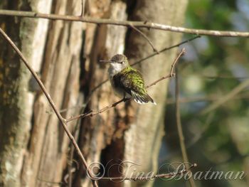 Bird perching on branch