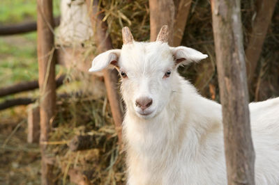 Close-up portrait of white goat on field