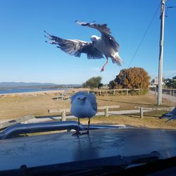 Seagull flying above the sea