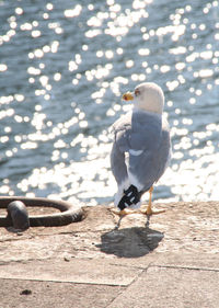 Pigeon perching on wall