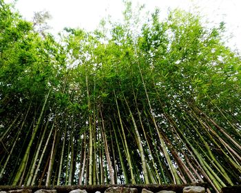 Trees in forest