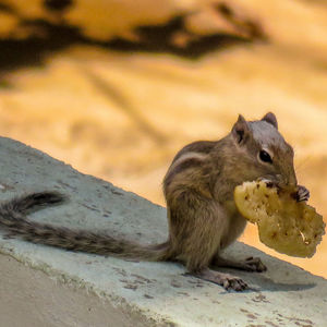 Hungry squirrel eating dosa indian food