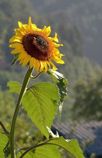 Close-up of sunflower on plant