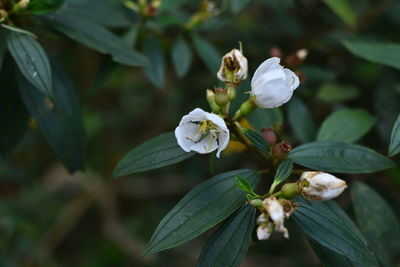 Close-up of white flowering plant