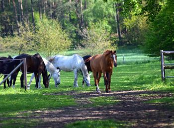 Horses standing in ranch