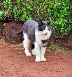 Portrait of cat on street