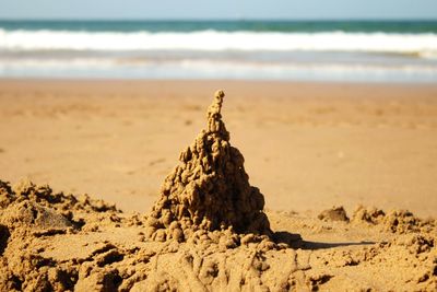 Dead tree on sand at beach