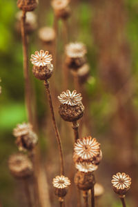 Close-up of wilted flower on field