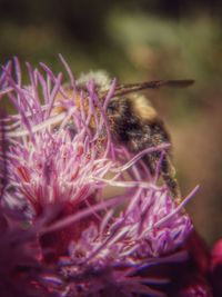 Close-up of insect on pink flower