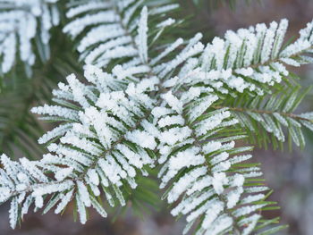 Close-up of pine tree