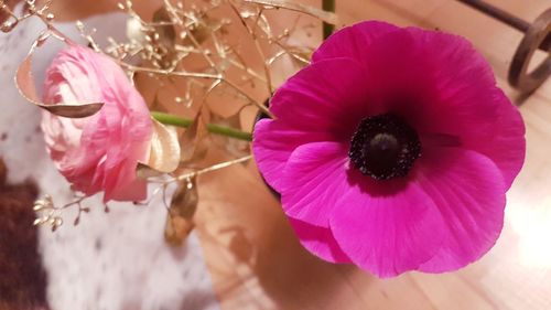 Close-up of pink rose flower