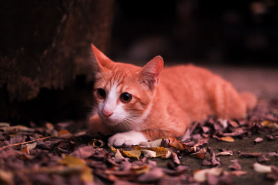 Close-up of a cat lying on ground