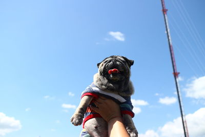 Low angle view of dog against blue sky