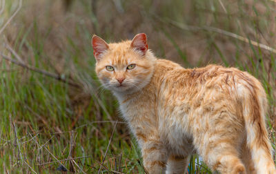 Portrait of a cat