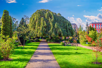 Trees on field against sky