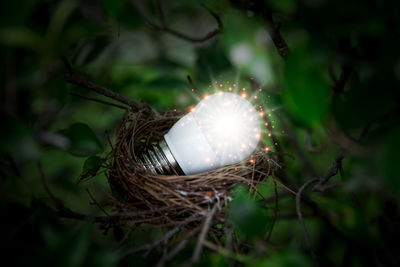 High angle view of bird in nest