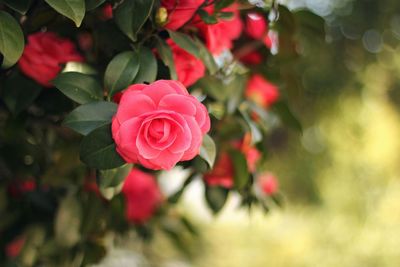 Close-up of red rose