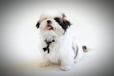 Dog sitting on white background