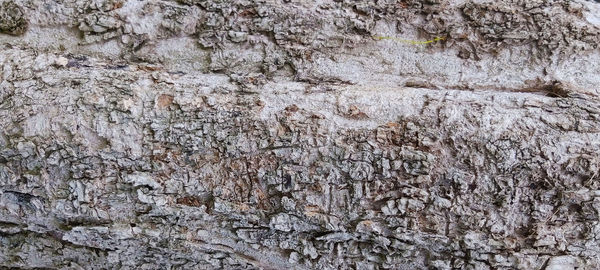 Full frame shot of tree trunk on wall