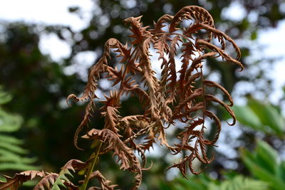 Close-up of wilted plant