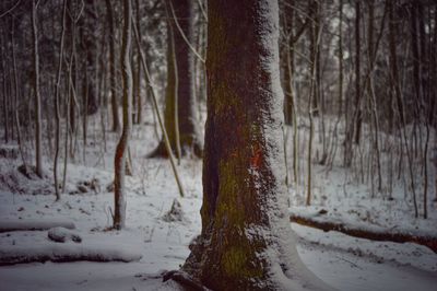 Close-up of bare tree in winter forest