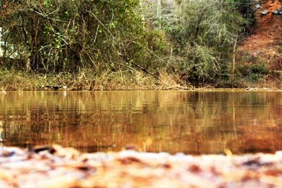 Reflection of trees in lake