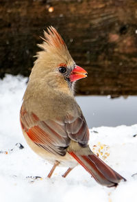 Plumed feathers in the snow
