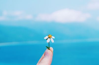 Cropped image of hand holding flower against blue sky