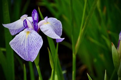 Close-up of purple iris