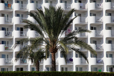 Palm trees and buildings against sky