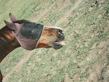 Side view of a horse on field