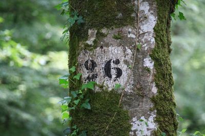 Close-up of tree trunk