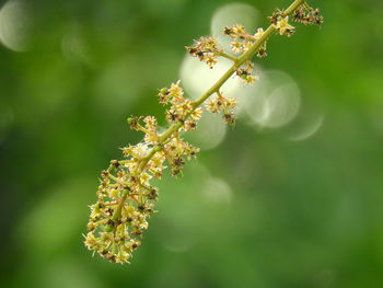 Close-up of flowering plant