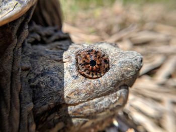 Close-up of lizard on wood