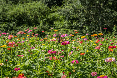 Pink flowers in field